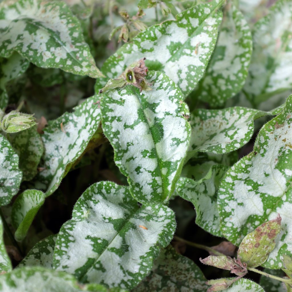 Pulmonaire hybride - Pulmonaria Diane Clare
