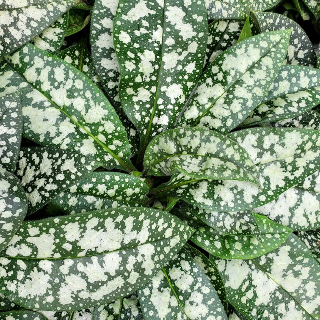 Pulmonária Twinkle Toes