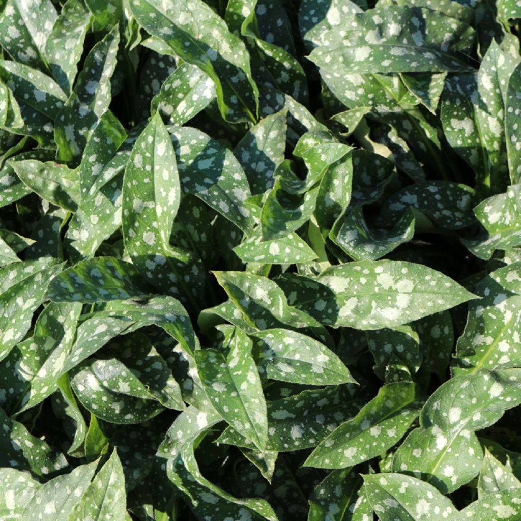 Pulmonaria Trevi Fountain - Pulmonaire hybride