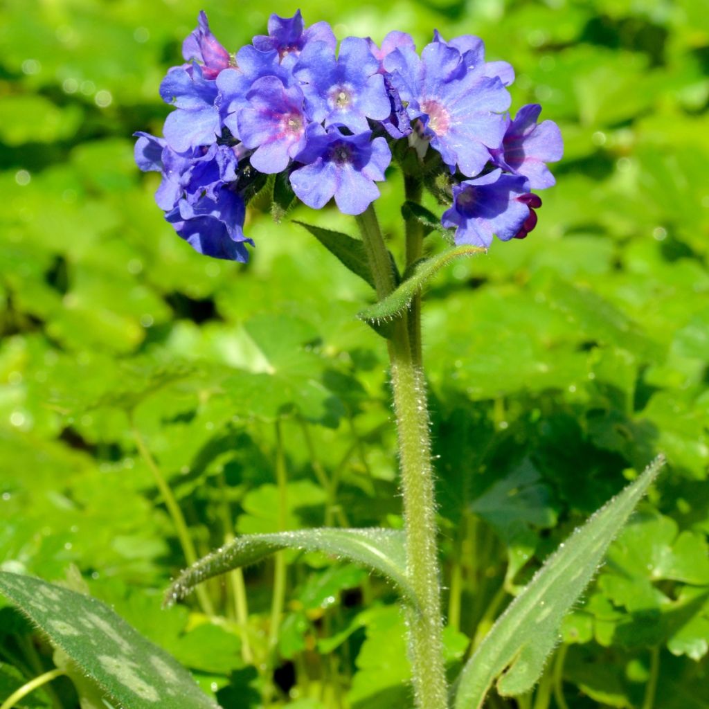 Pulmonaria longifolia E.B Anderson - Pulmonaire à longues feuilles