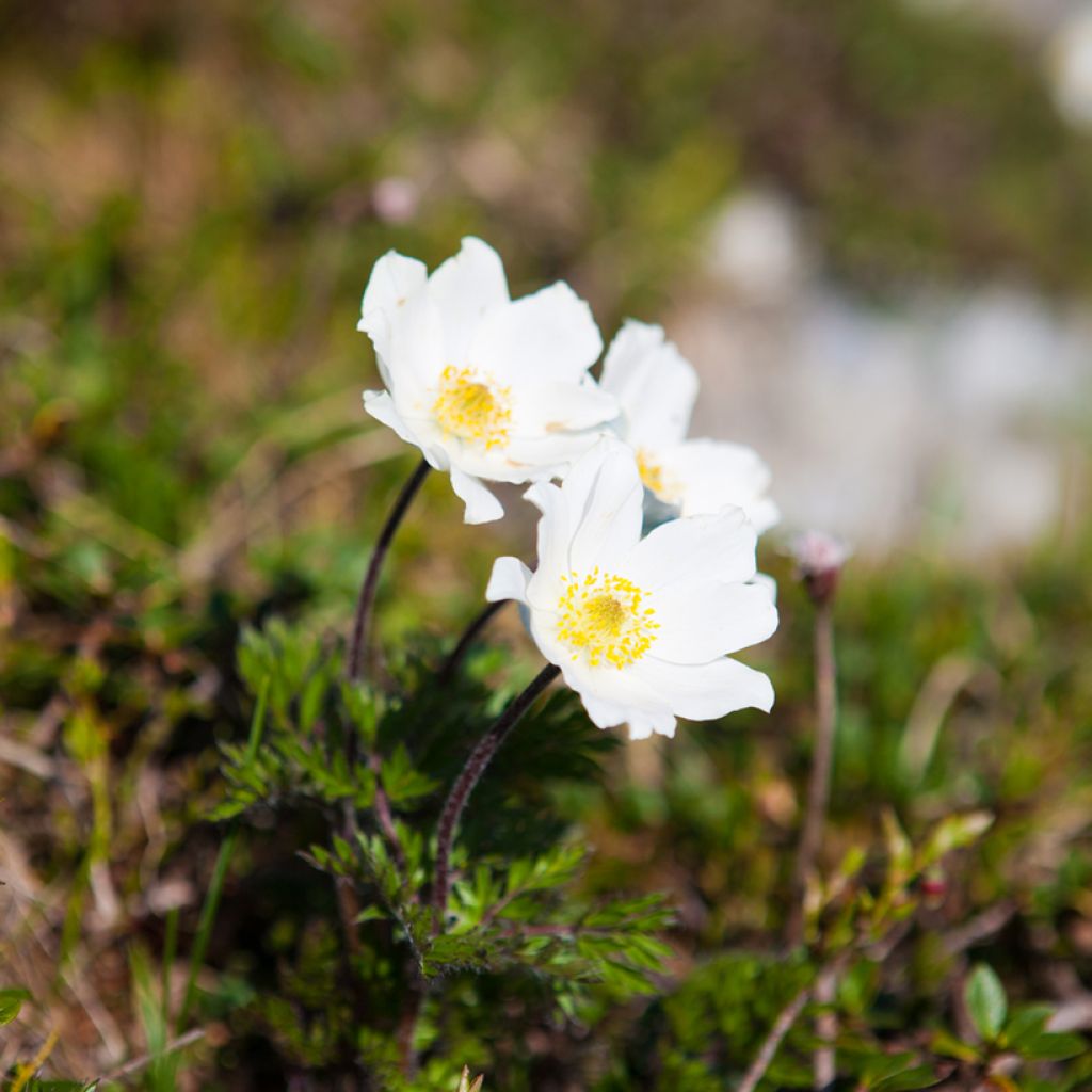 Pulsatilla vulgaris Alba