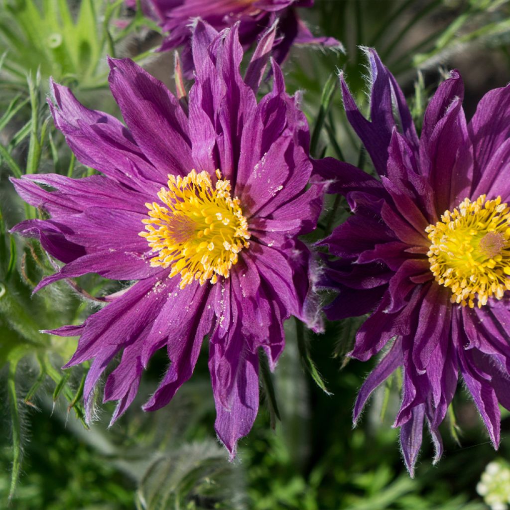 Pulsatilla vulgaris Papageno - Anémone pulsatille