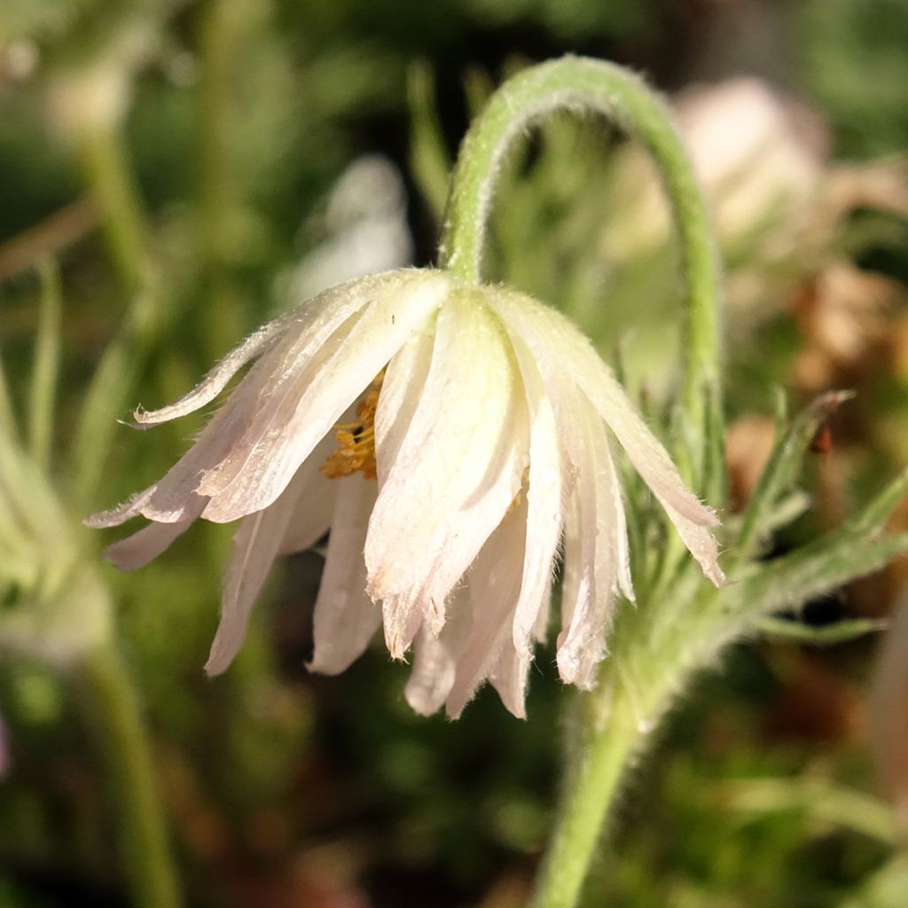 Pulsatilla vulgaris Papageno - Anémone pulsatille