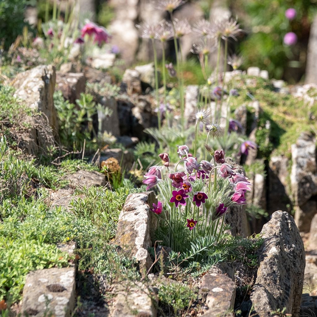 Pulsatilla vulgaris Rubra (Röde Klokke) - Anémone pulsatille