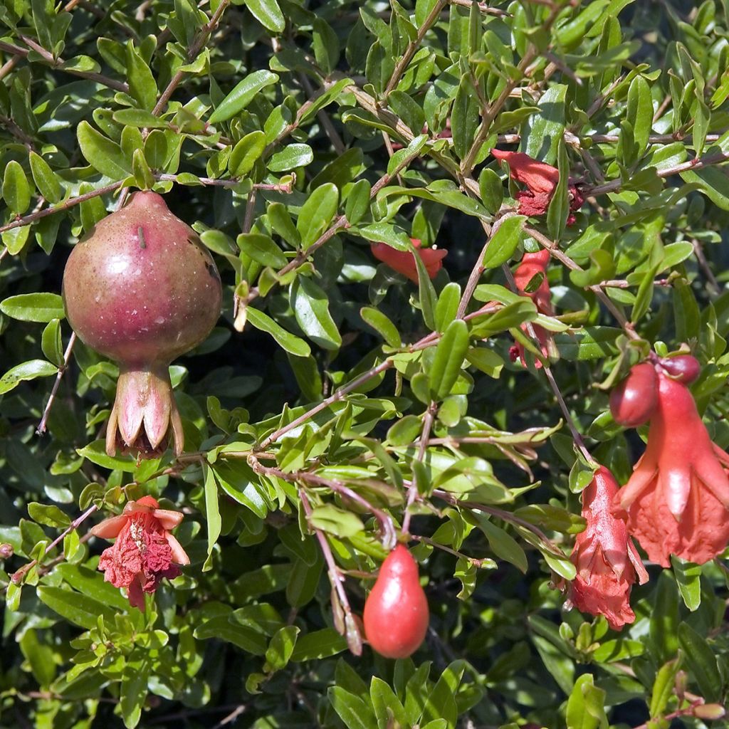 Punica granatum Nana - Grenadier nain