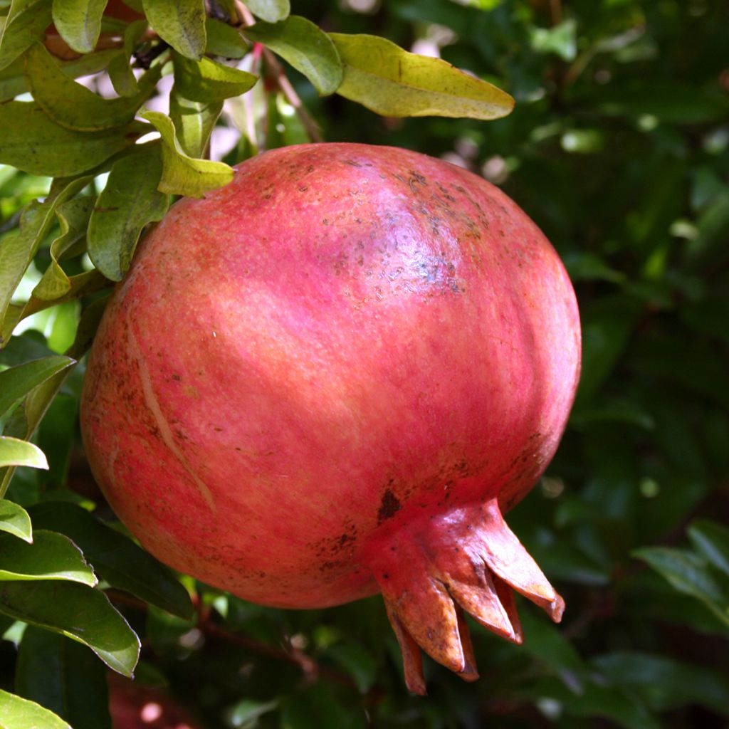 Grenadier à fruits - Punica granatum Kabylie