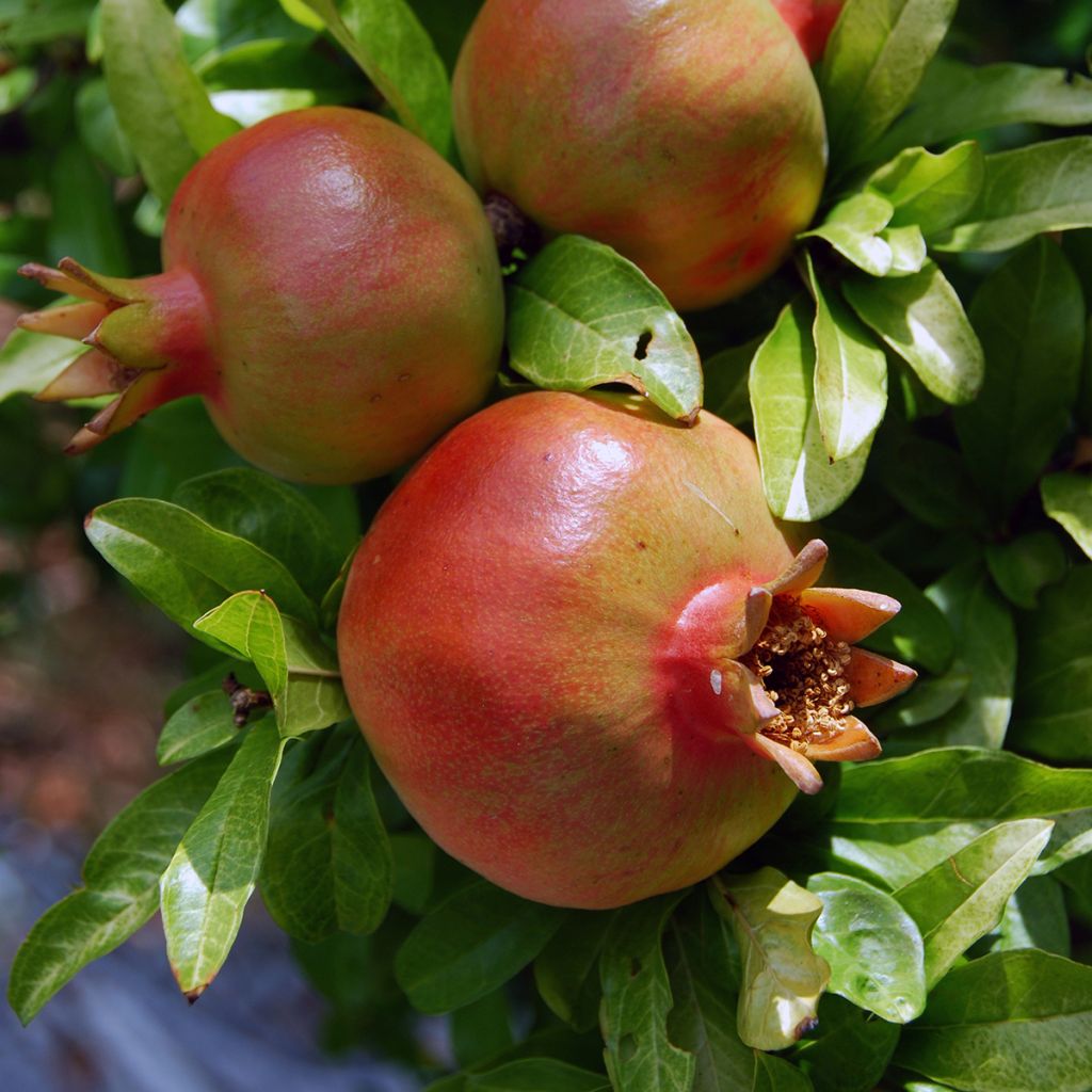 Grenadier à fruits - Punica granatum Salavatski