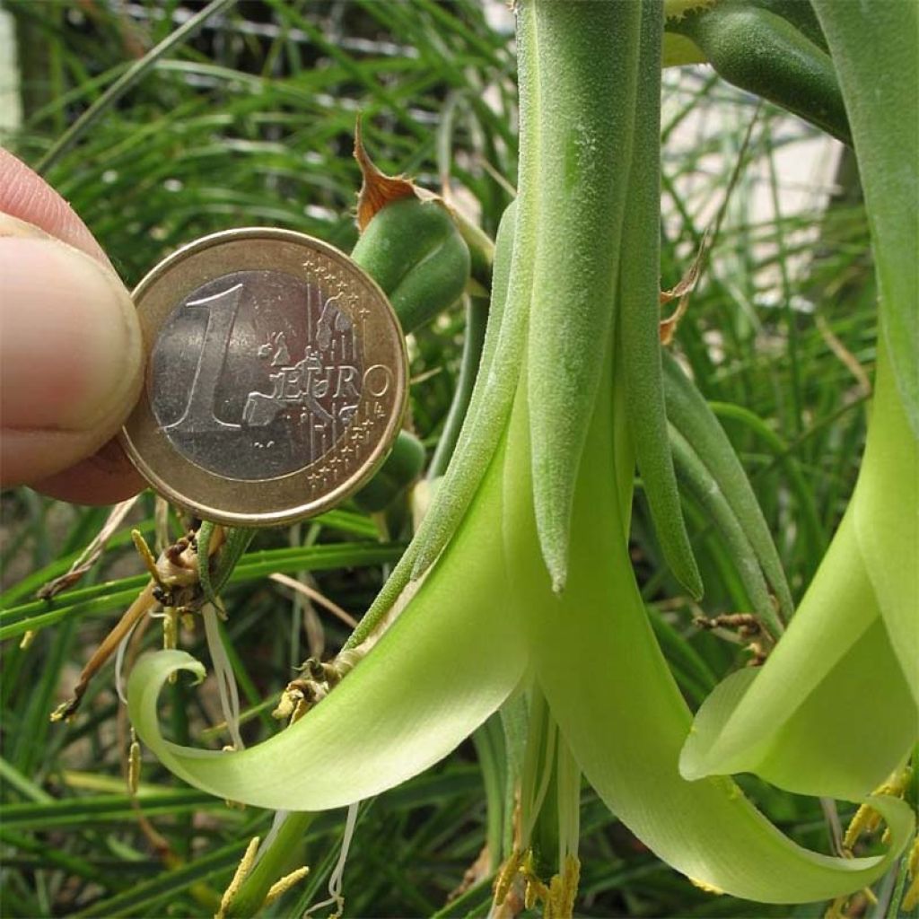 Puya mirabilis - Chagual