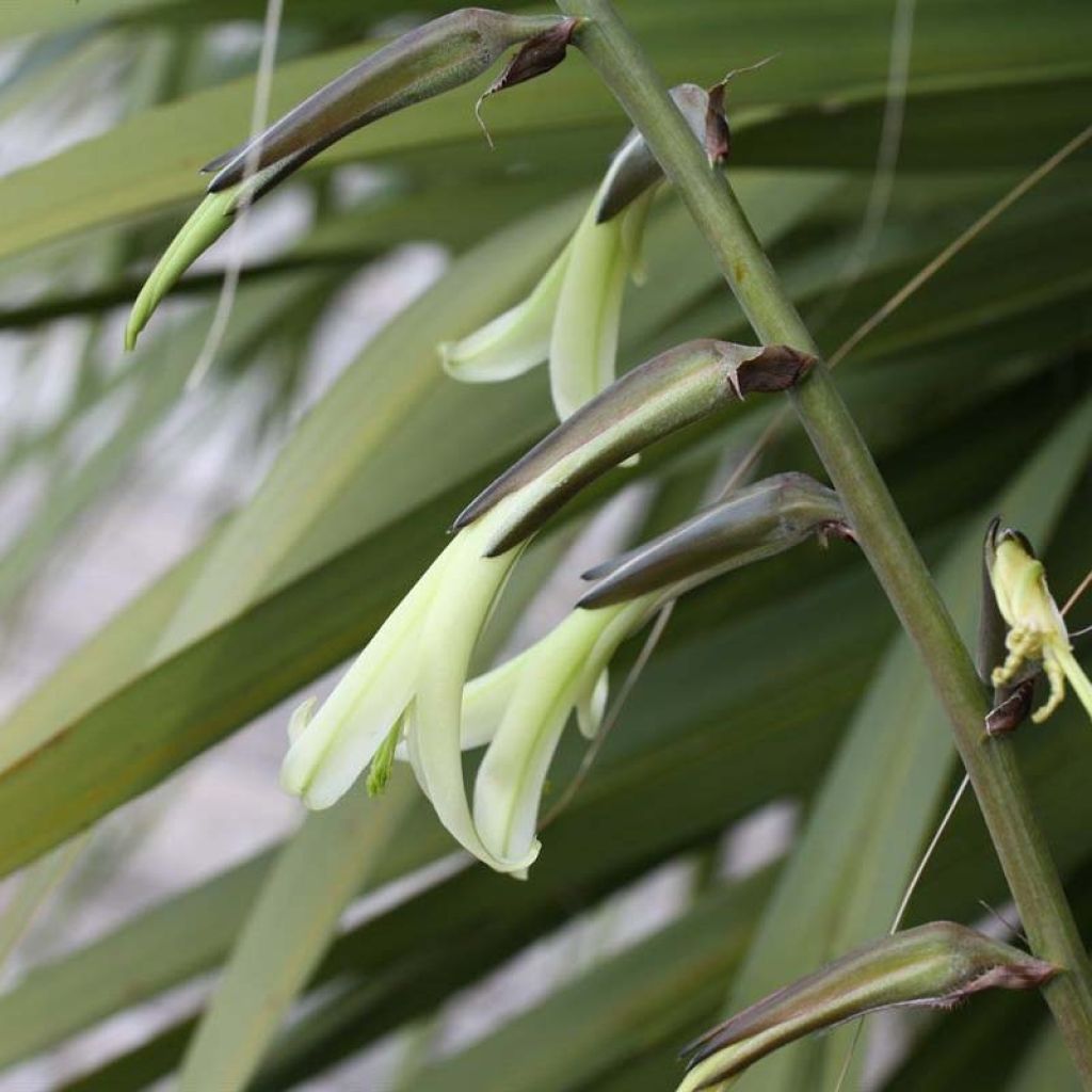 Puya mirabilis - Chagual
