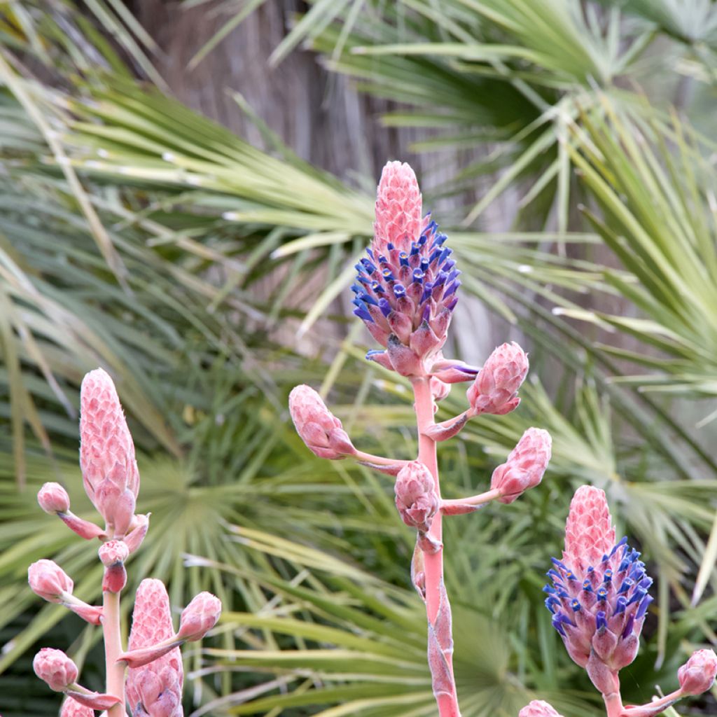 Puya venusta - Chagual