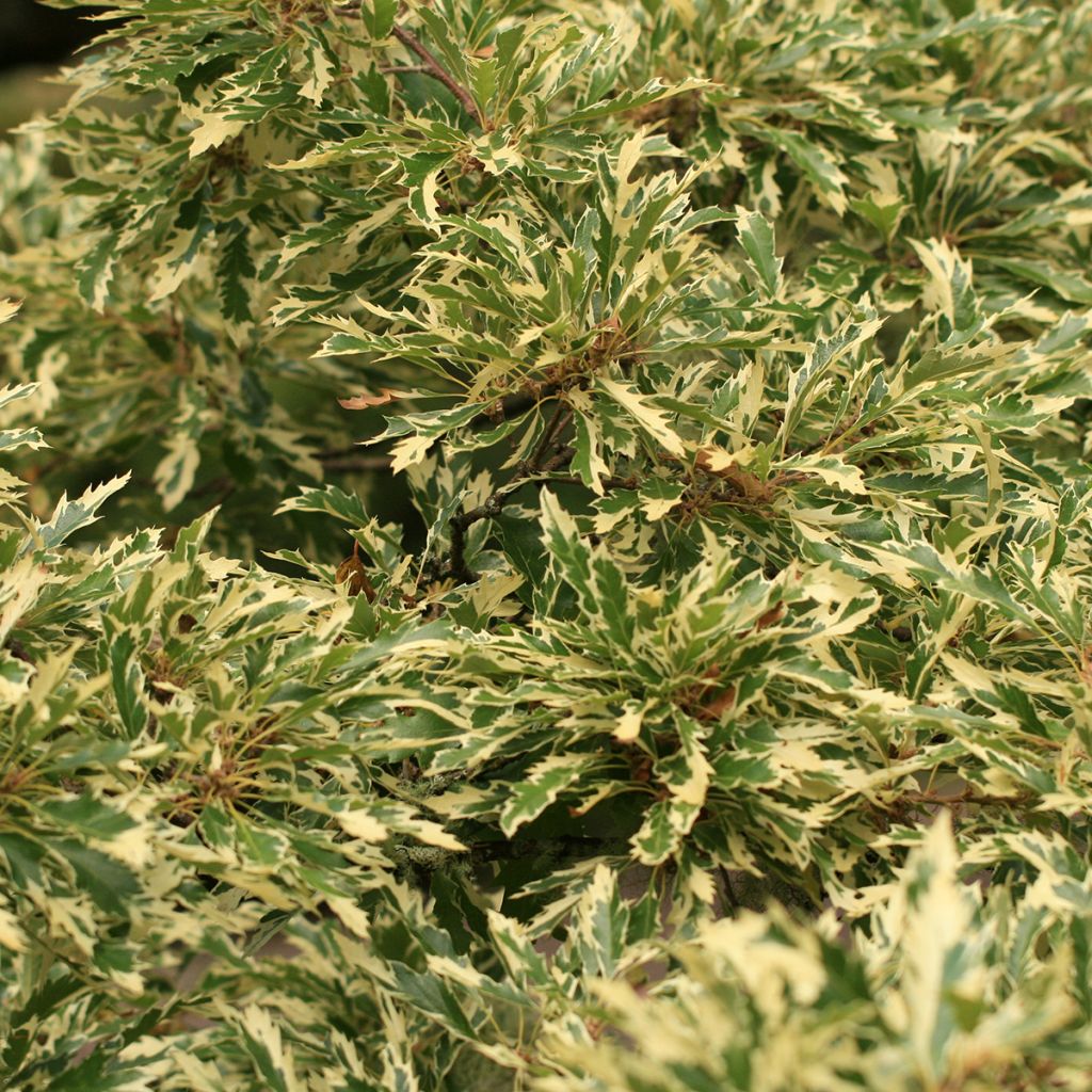Quercus cerris Argenteovariegata - Chêne chevelu panaché