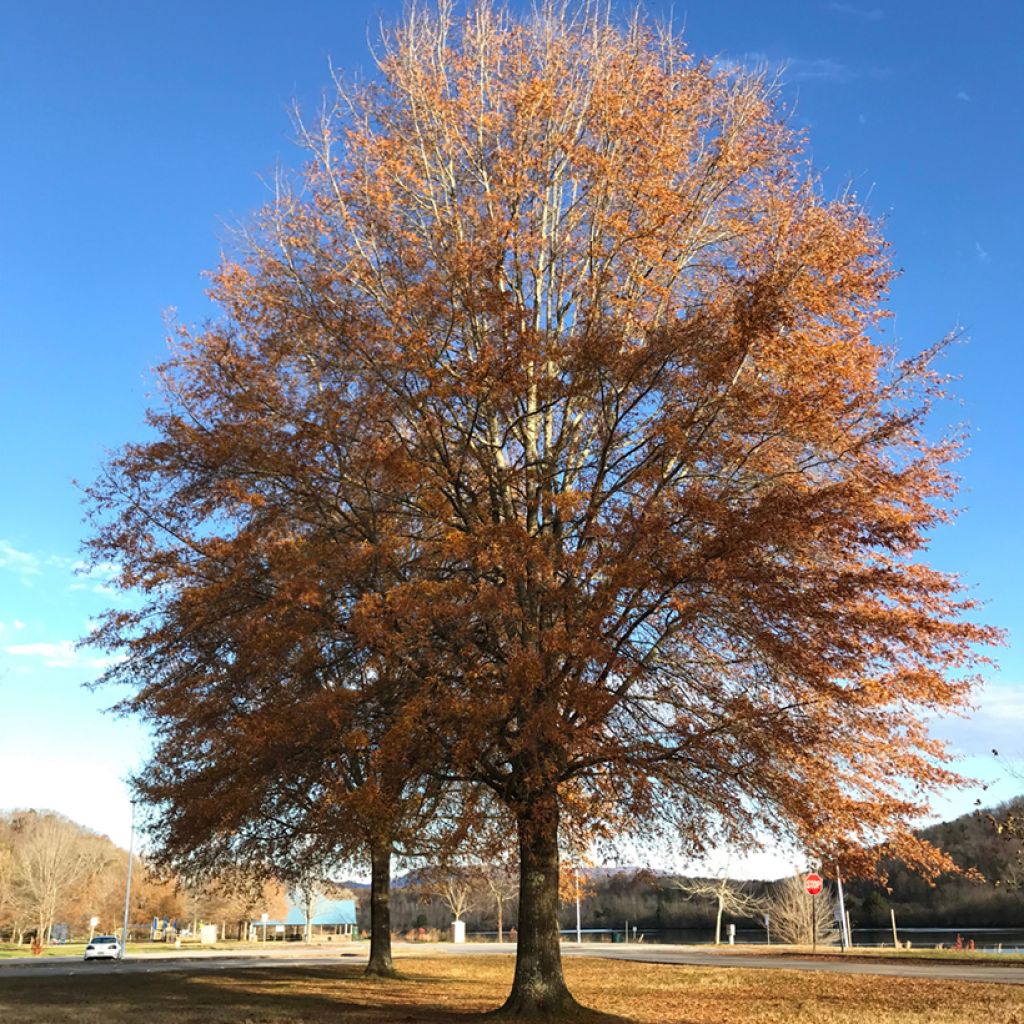 Chêne à feuilles de saule - Quercus phellos