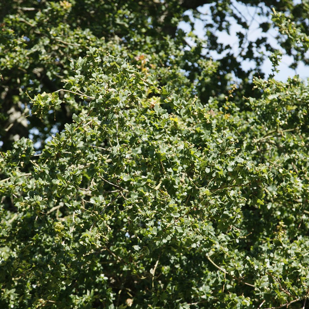 Chêne pédonculé crispé - Quercus robur Cristata