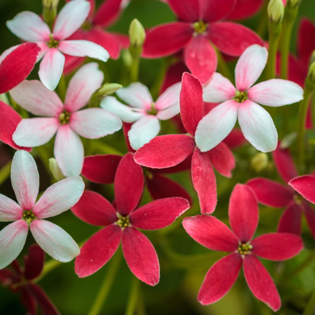 Quisqualis indica - Madressilva-da-Índia