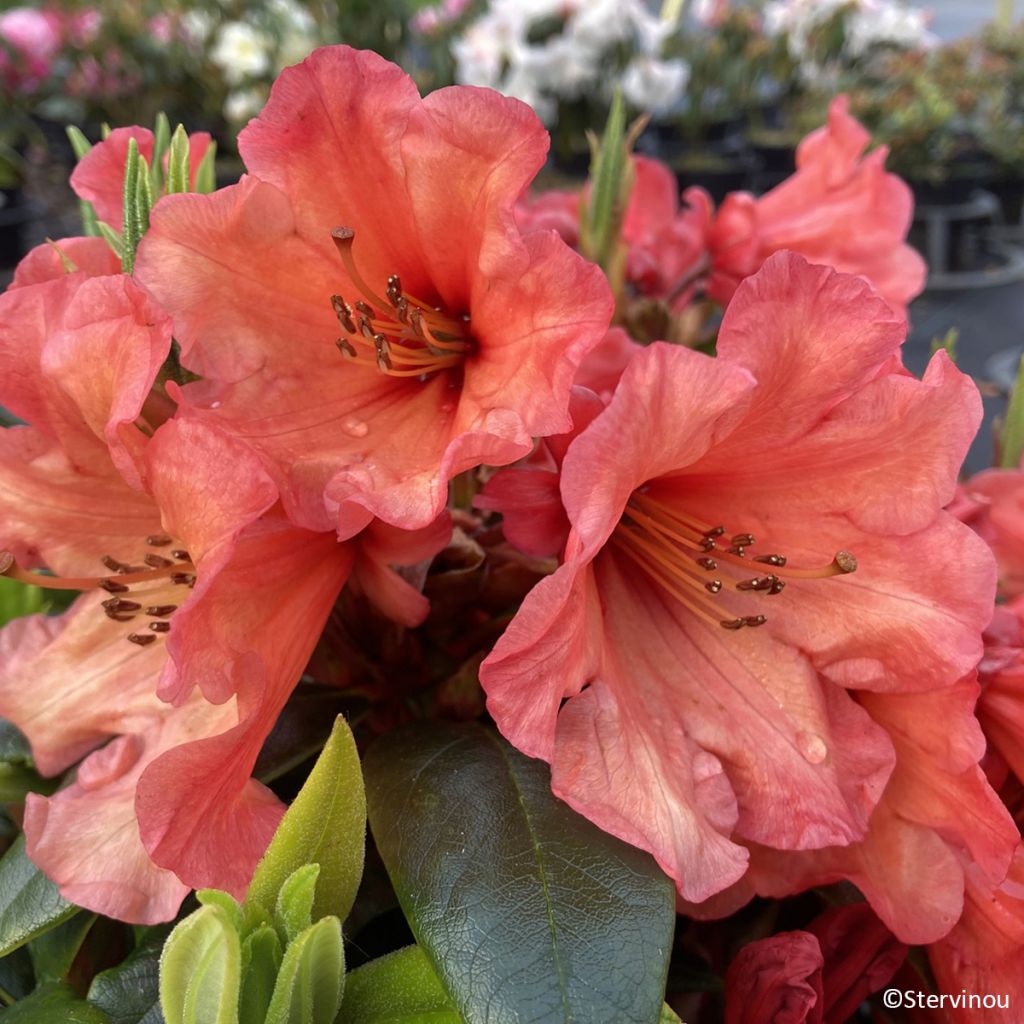 Graines de Haricot beurre Valdor