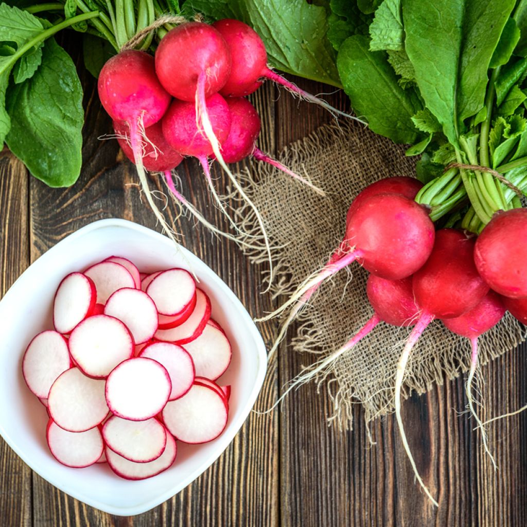 Radis rond écarlate - Raphanus sativus