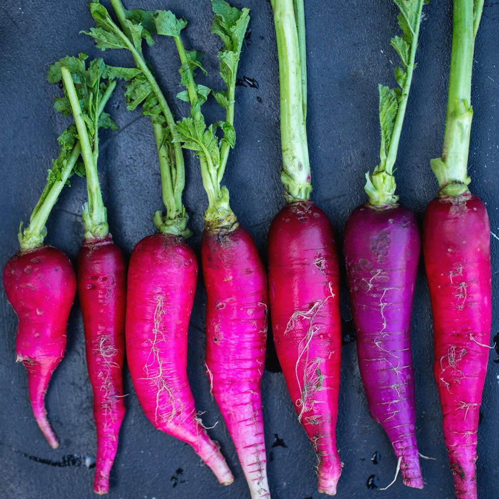 Radis rave Violet de Gournay