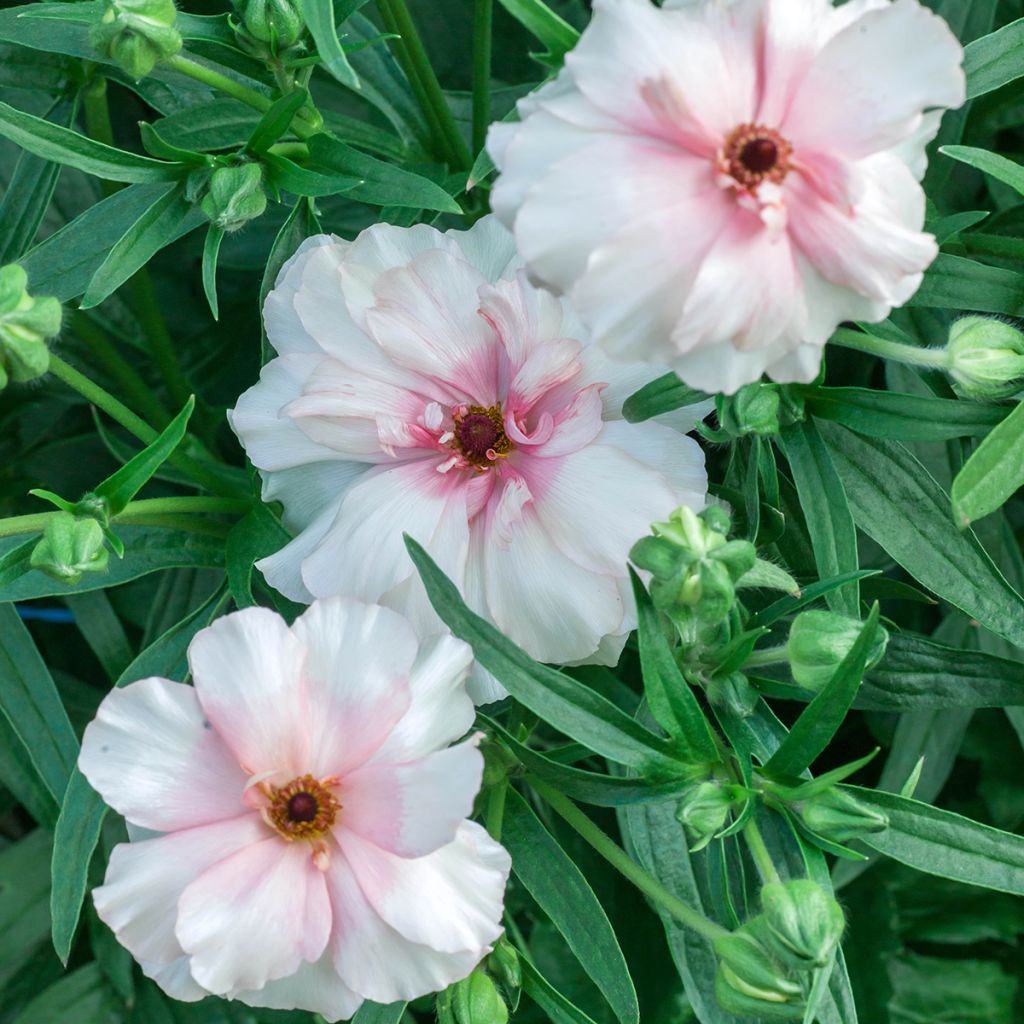 Renoncule des fleuristes Butterfly Ariadne – Ranunculus asiaticus