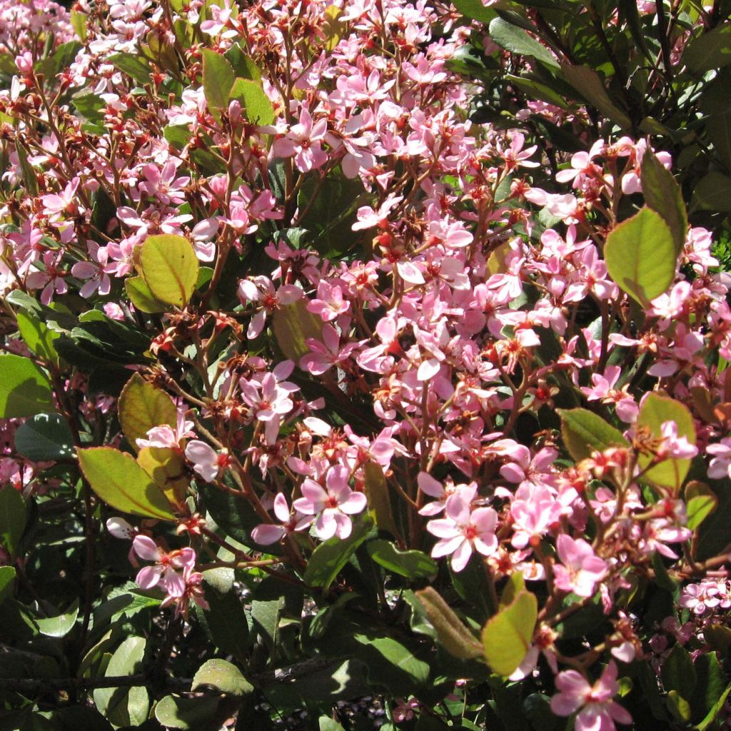 Rhaphiolepis Spring Time - Raphiolepis