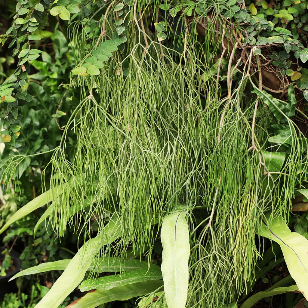 Rhipsalis baccifera - Cactus-jonc fructifère