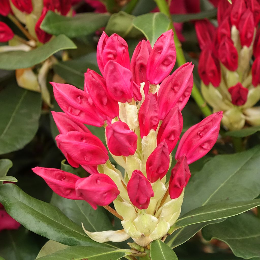 Rhododendron Inkarho  Nova Zembla