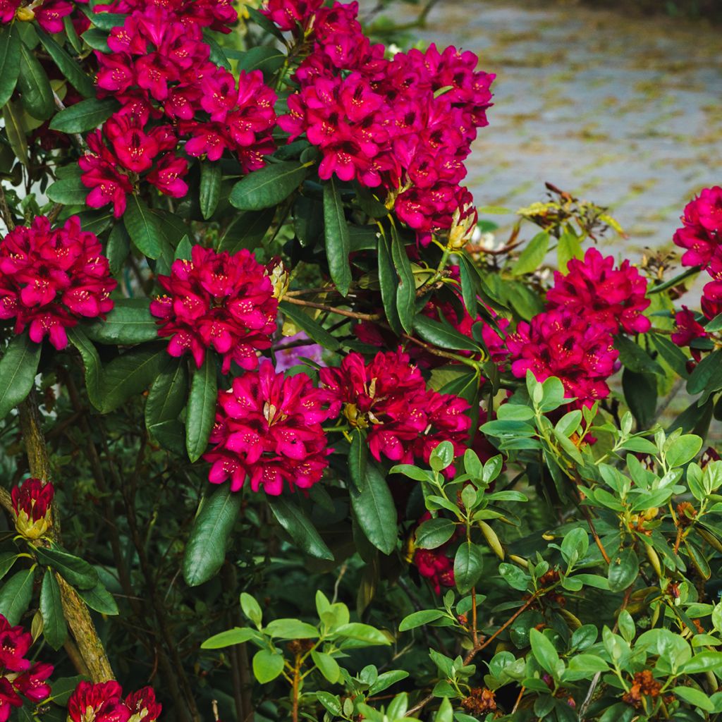Rhododendron Midnight - Grand rhododendron