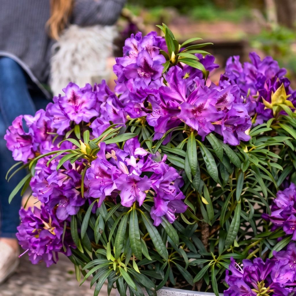 Rhododendron ponticum Easydendron INKARHO Grazeasy Purple