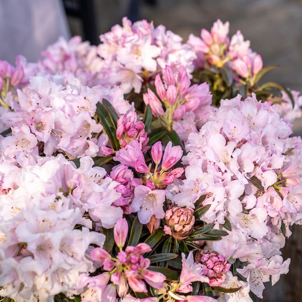 Rhododendron ponticum Easydendron INKARHO Grazeasy Soft Pink