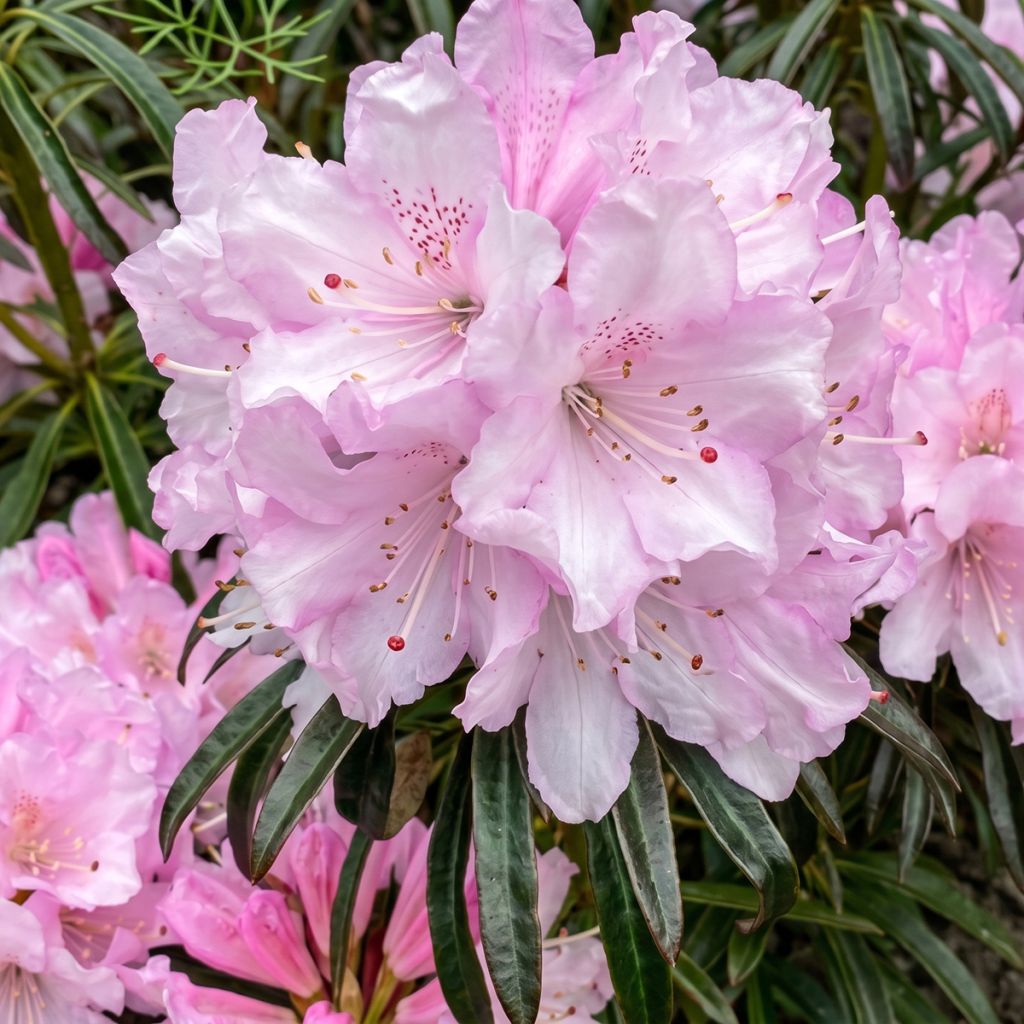Rhododendron ponticum Easydendron INKARHO Grazeasy Soft Pink