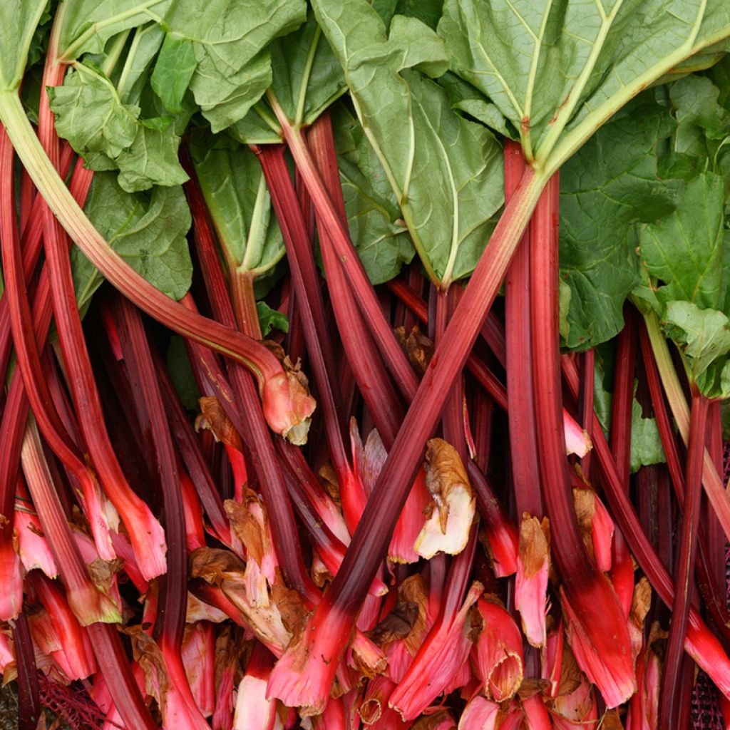Rhubarbe Fulton's Strawberry Surprise