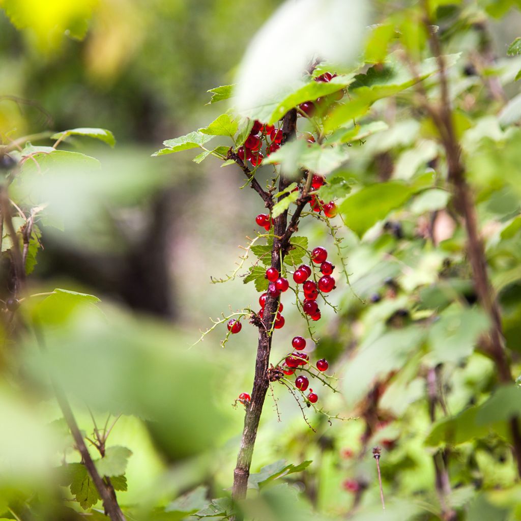 Ribes alpinum - Groseillier des Alpes.