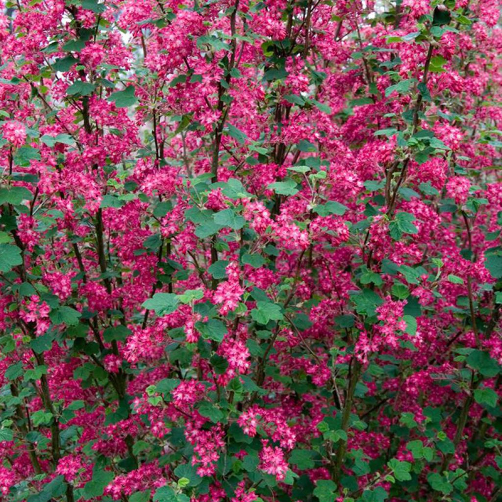 Groseillier à fleurs Pulborough Scarlet - Ribes sanguineum