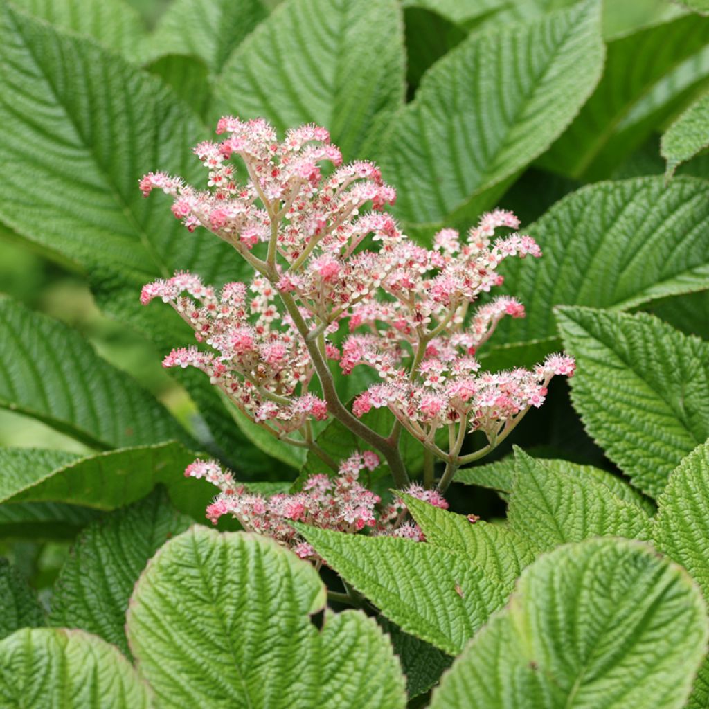 Rodgersia henrici