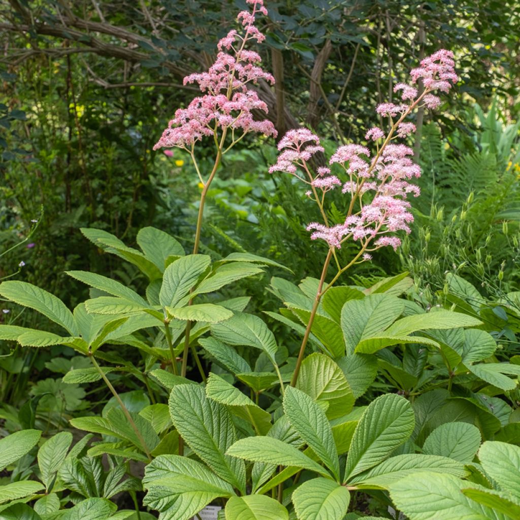 Rodgersia pinnata