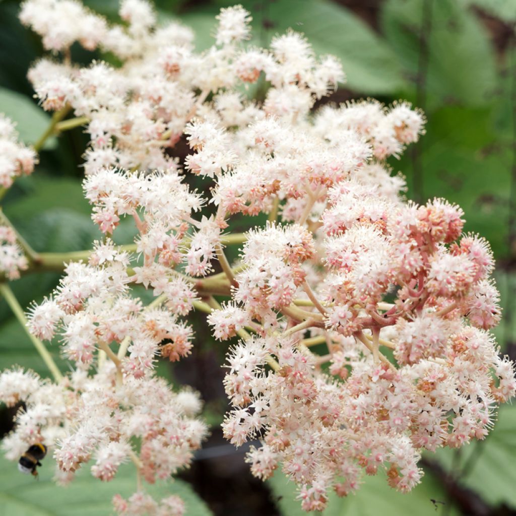 Rodgersia sambucifolia