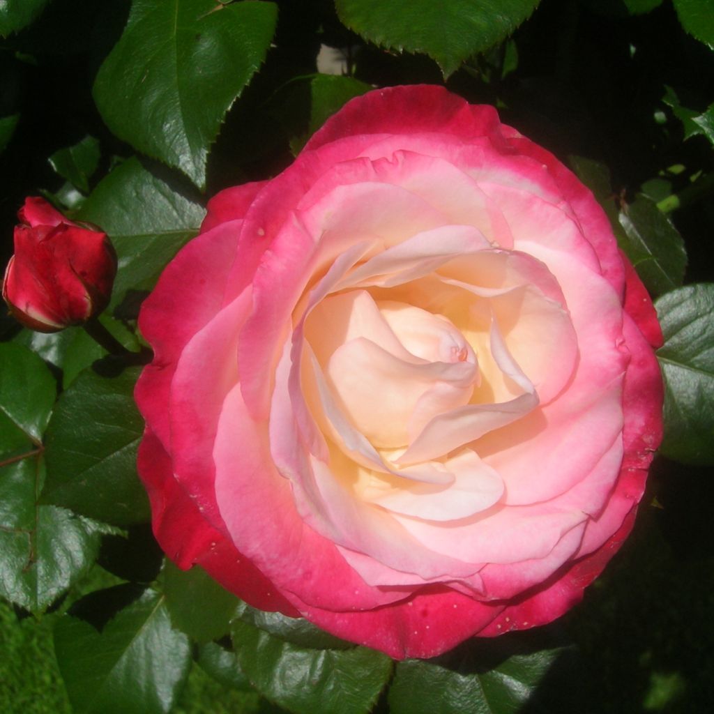 Rosier à grandes fleurs Nostalgie
