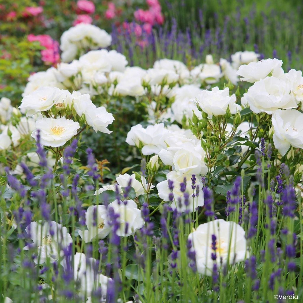 Rosier Décorosiers OPALIA