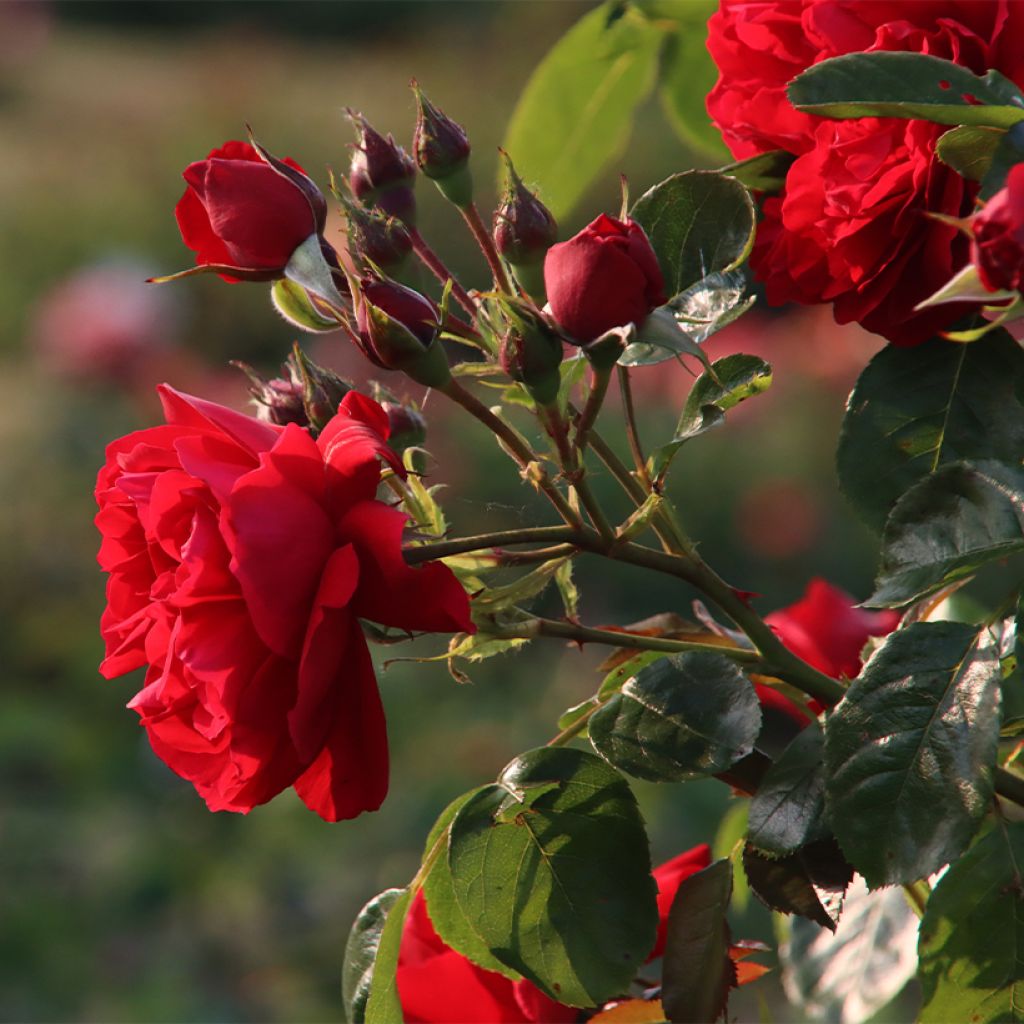 Roseira trepadeira Florentina