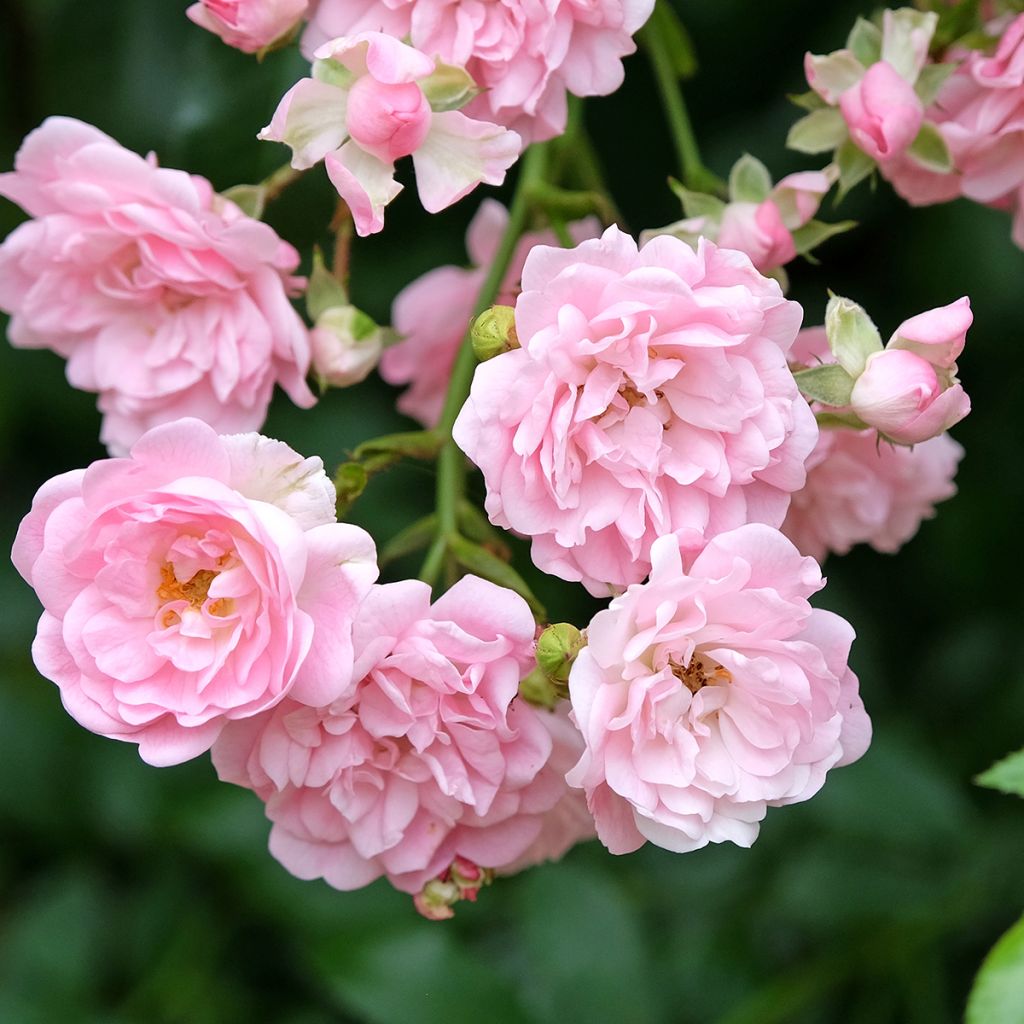 Rosier Tige The Fairy