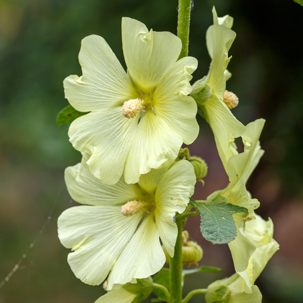 Rose trémière - Alcea rugosa