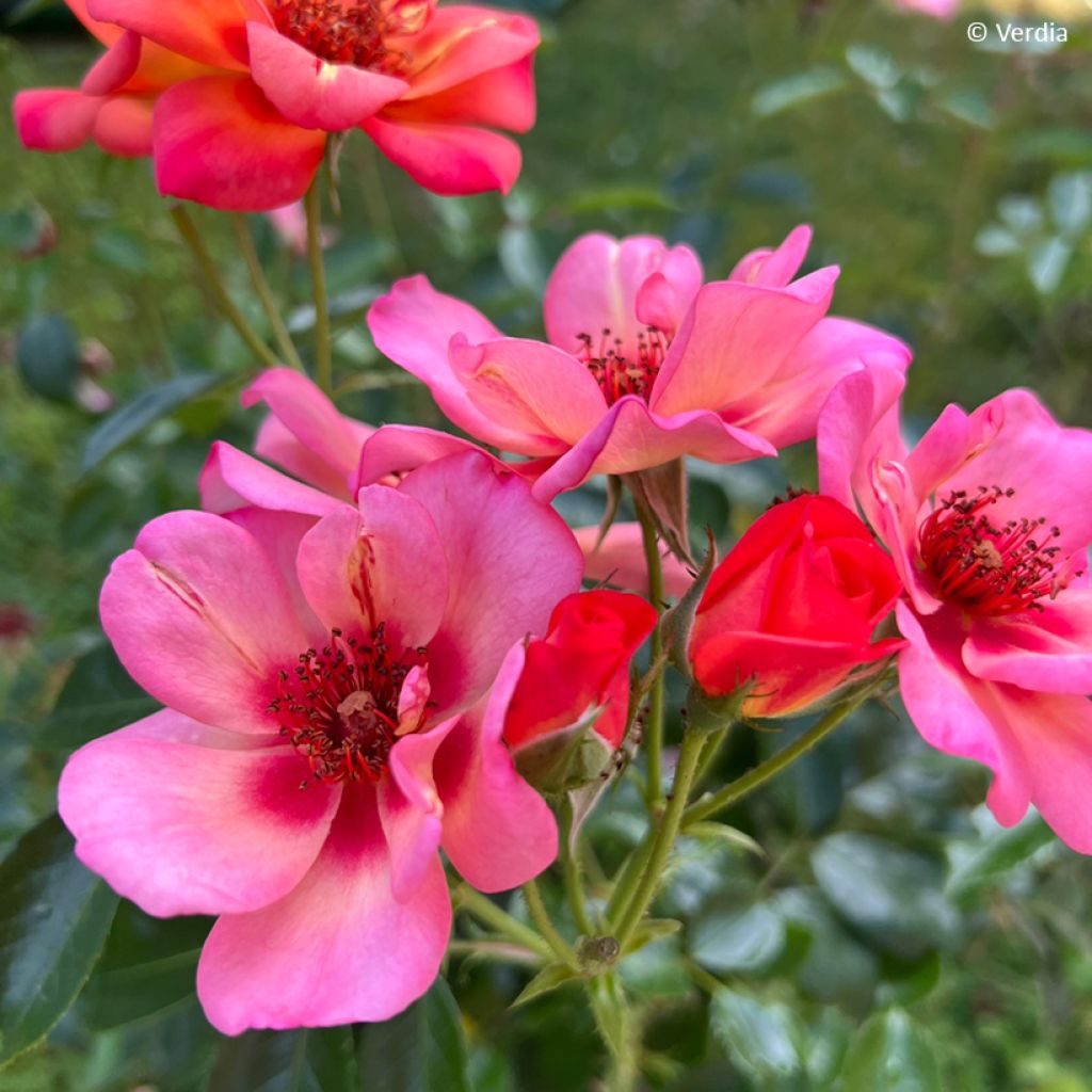 Rosier Decorosier Baia