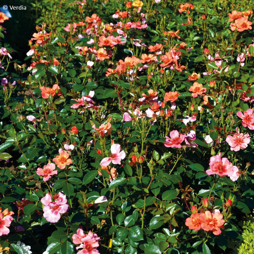 Rosier Decorosier Baia