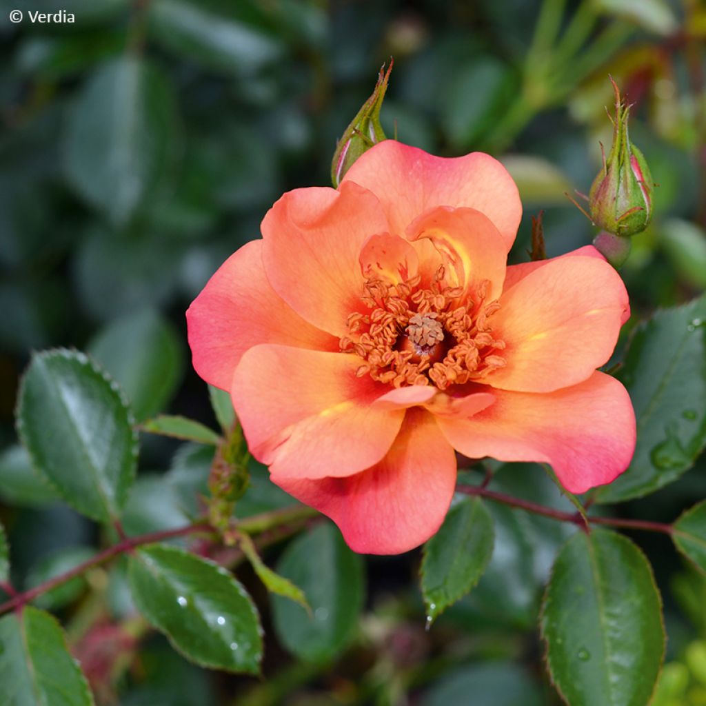 Rosier Decorosier Baia