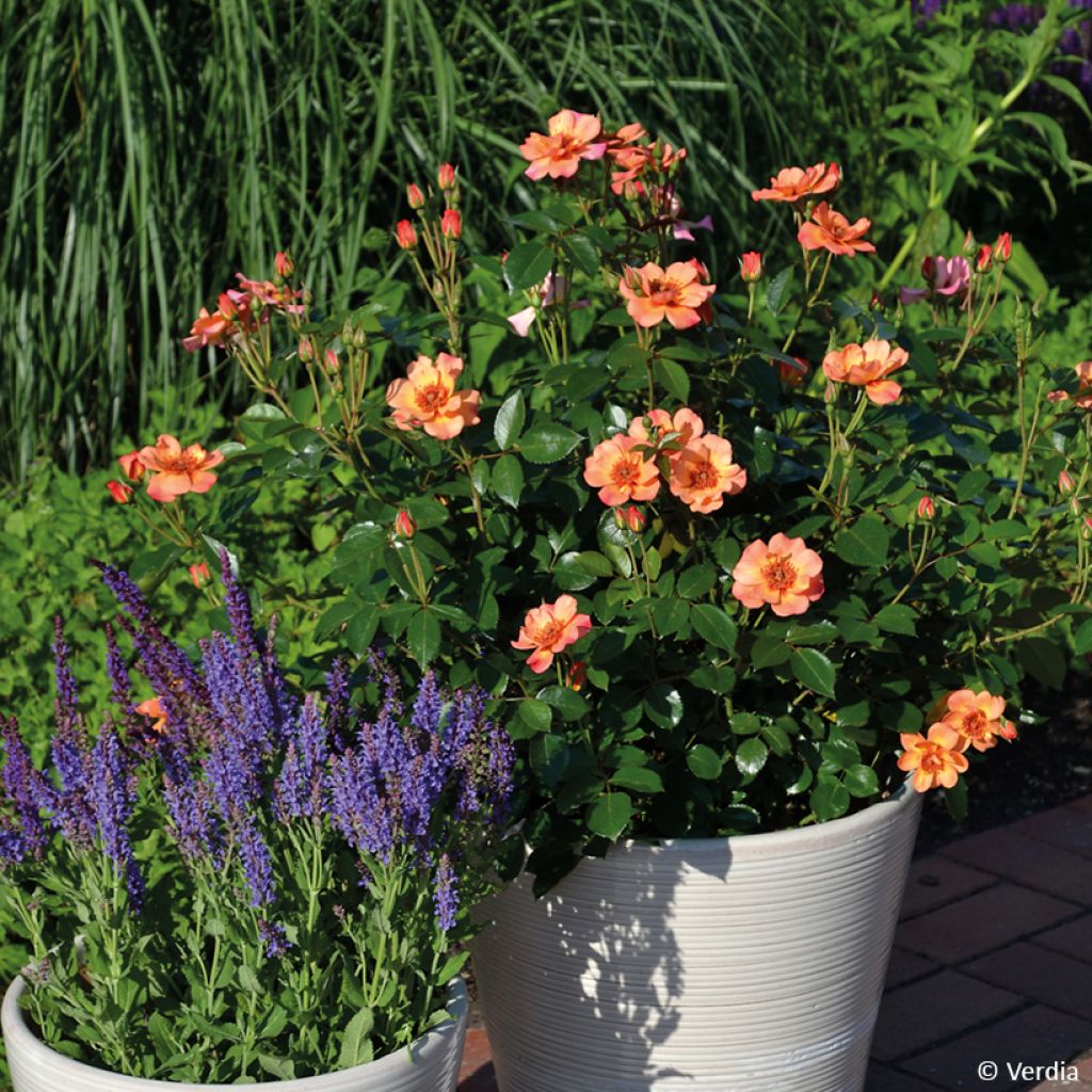 Rosier Decorosier Baia