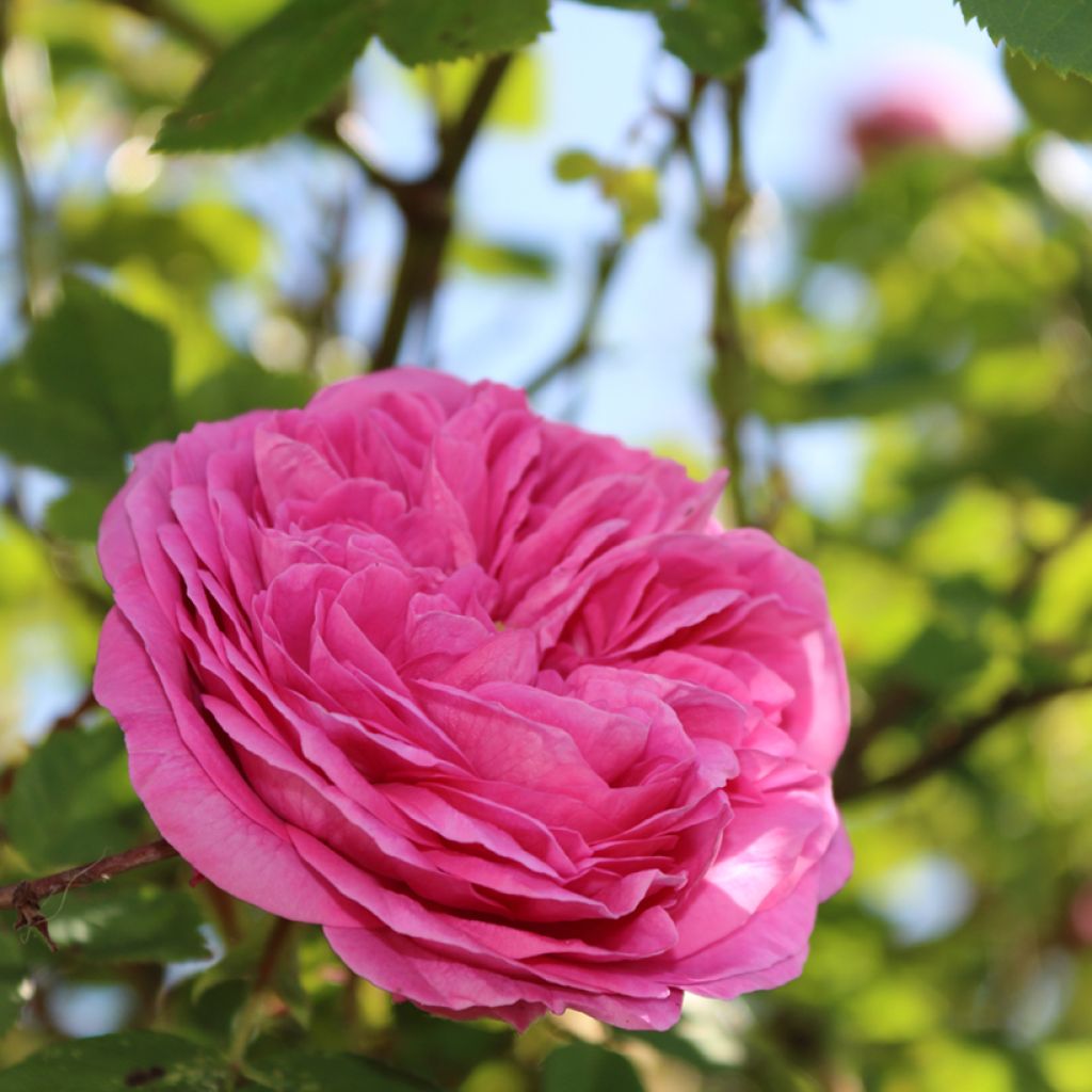 Rosier Rugosa Thérèse Bugnet 
