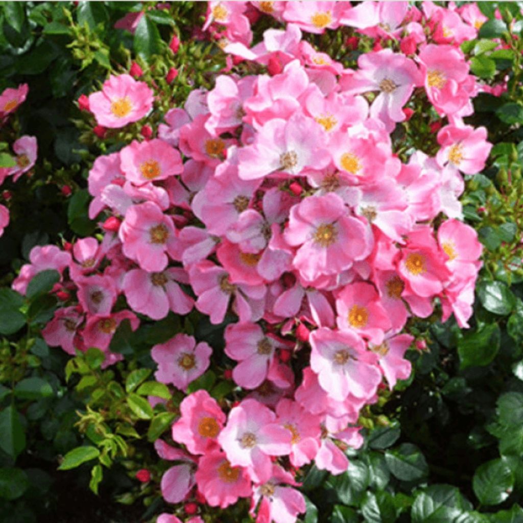 Rosier à fleurs groupées Mel Bee