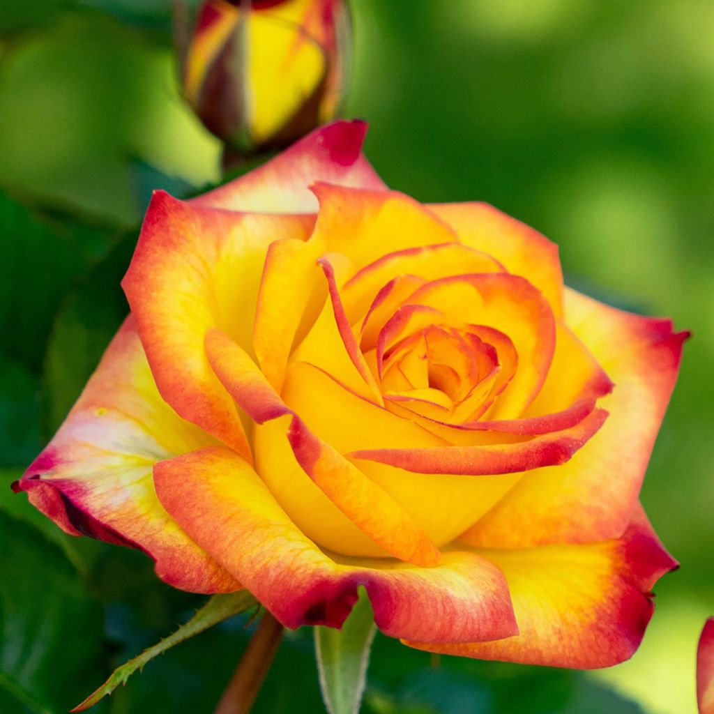 Rosier à fleurs groupées Planter's Punch