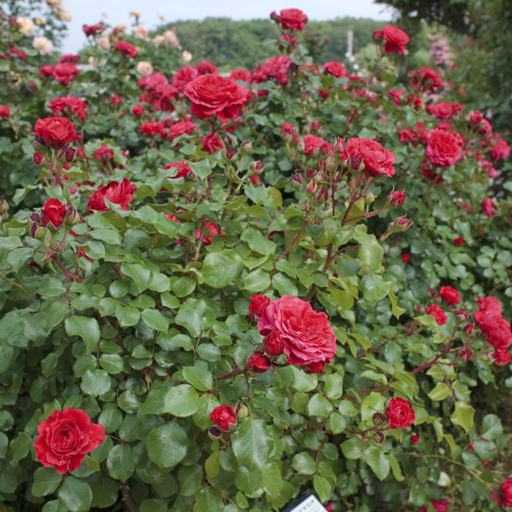 Roseira floribunda Red Leonardo da Vinci
