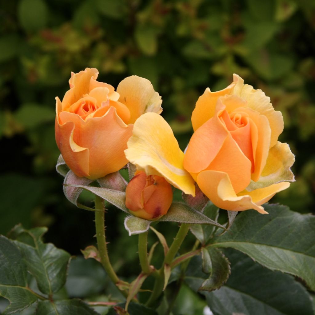 Roseira floribunda Amber Queen