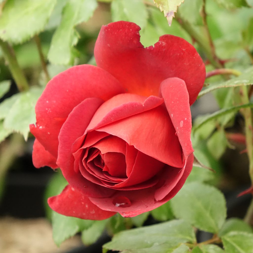 Roseira floribunda Hot Cocoa